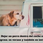 Dejar un perro dentro del coche es peligroso, en verano y también en invierno-min