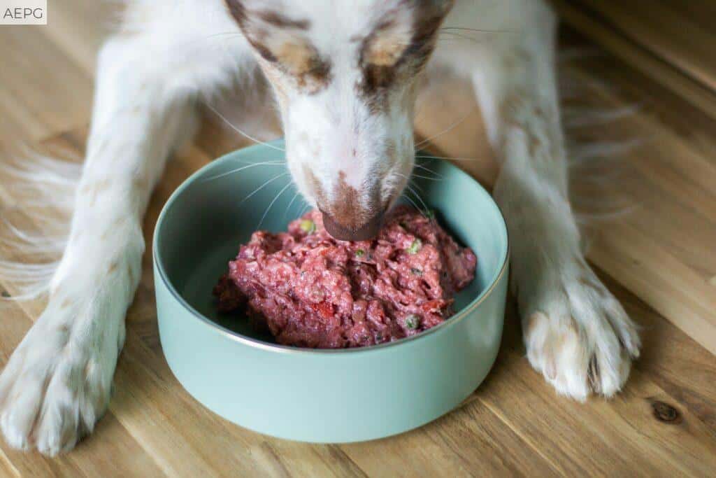 elegir una alimentación saludable para tu perro según su edad