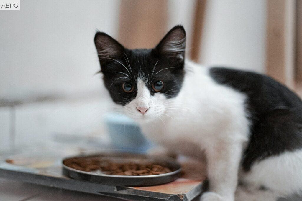 elegir una alimentación más saludable para tu perro según su edad