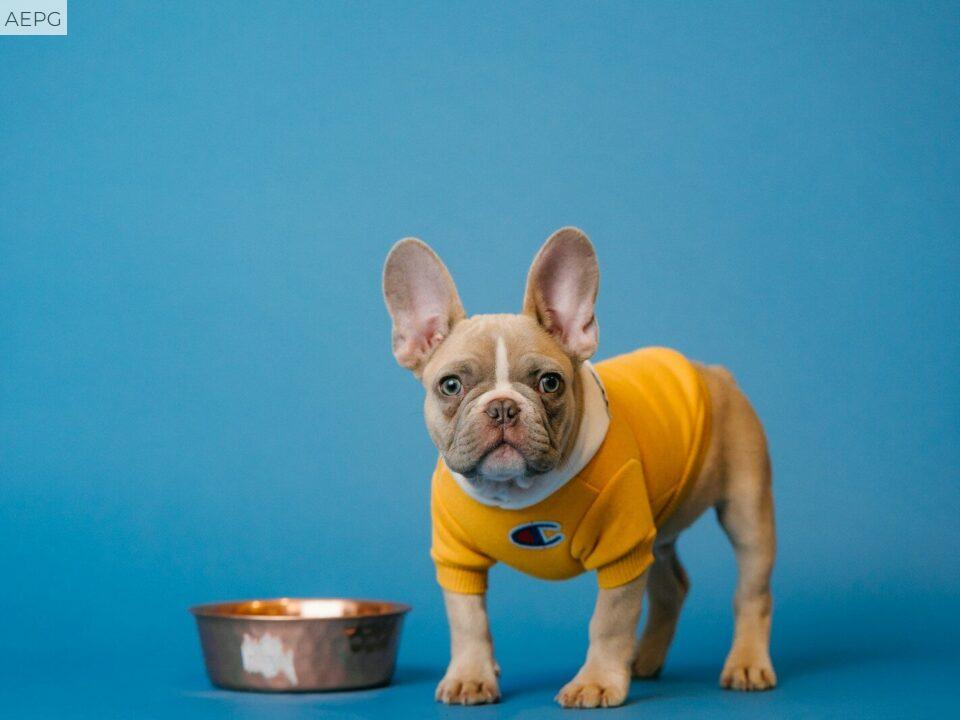 Cómo elegir una alimentación más saludable para tu perro según su edad