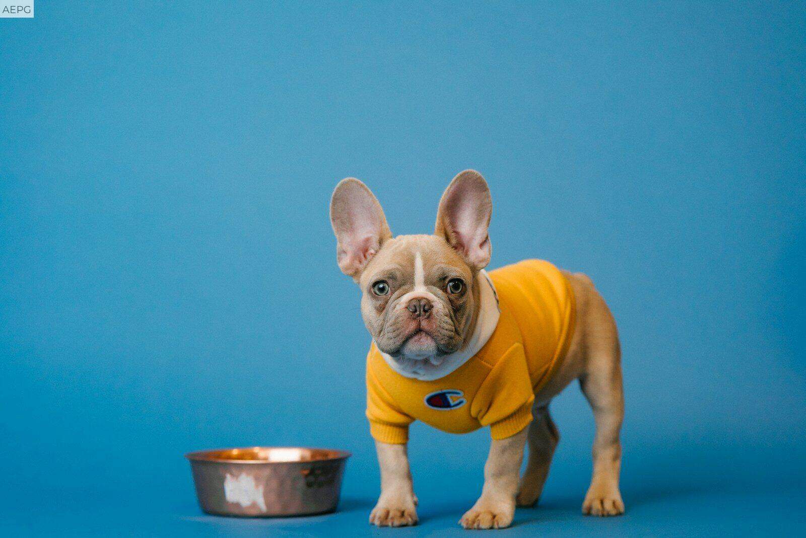 Cómo elegir una alimentación más saludable para tu perro según su edad